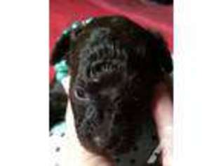 Mutt Puppy for sale in OSSEO, MN, USA