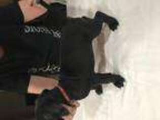 Mastiff Puppy for sale in Henderson, NV, USA