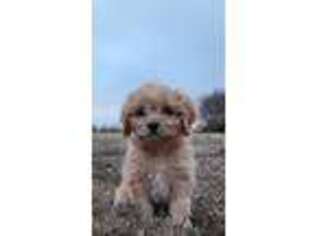 Cavapoo Puppy for sale in Whiteville, TN, USA