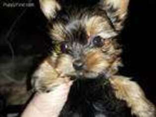Yorkshire Terrier Puppy for sale in Milner, GA, USA