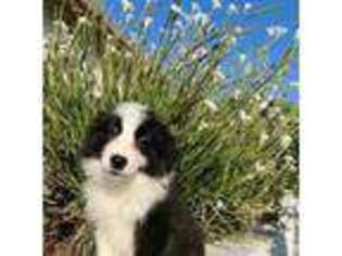 Border Collie Puppy for sale in Arcadia, CA, USA