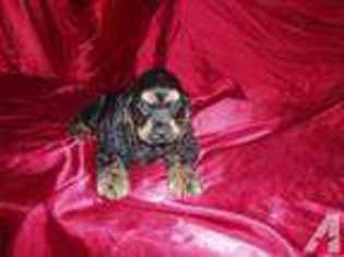 Cocker Spaniel Puppy for sale in PHOENIX, AZ, USA