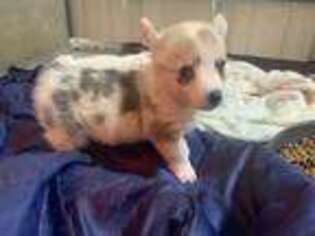 Pembroke Welsh Corgi Puppy for sale in Ringling, OK, USA