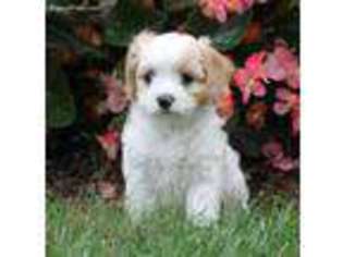 Cavachon Puppy for sale in Great Falls, VA, USA