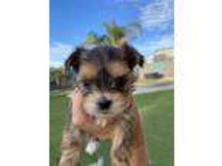 Shorkie Tzu Puppy for sale in Arizona City, AZ, USA