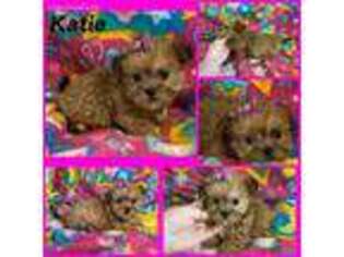 Shorkie Tzu Puppy for sale in Lancaster, KY, USA