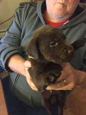 Labrador Retriever Puppy for sale in Providence, RI, USA