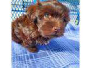 Havanese Puppy for sale in Lyons, OH, USA