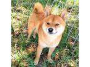 Shiba Inu Puppy for sale in Statesboro, GA, USA