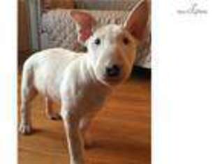 Bull Terrier Puppy for sale in Knoxville, TN, USA