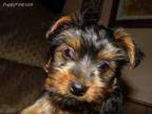 Yorkshire Terrier Puppy for sale in Ferrum, VA, USA