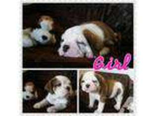 Olde English Bulldogge Puppy for sale in KURTISTOWN, HI, USA