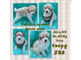 Mutt Puppy for sale in Livingston, MT, USA