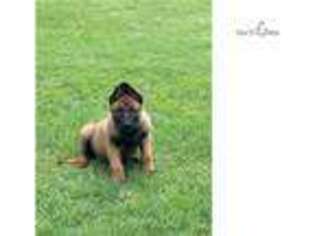 Belgian Malinois Puppy for sale in Fort Worth, TX, USA
