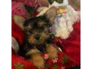 Yorkshire Terrier Puppy for sale in Camden, SC, USA