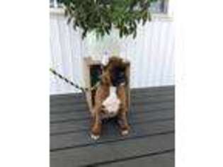 Boxer Puppy for sale in Middlebury, IN, USA