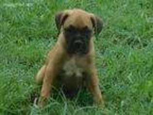 Boxer Puppy for sale in Hominy, OK, USA