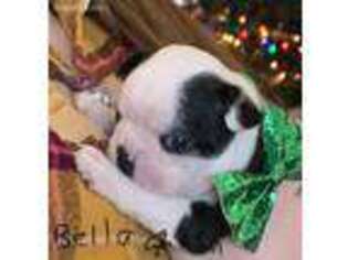 Boston Terrier Puppy for sale in Comstock, TX, USA