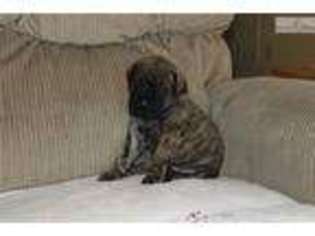 Mastiff Puppy for sale in Charlottesville, VA, USA