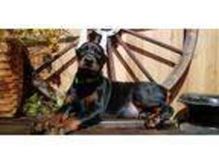 Doberman Pinscher Puppy for sale in Paradise, PA, USA