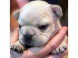 French Bulldog Puppy for sale in Alto, MI, USA