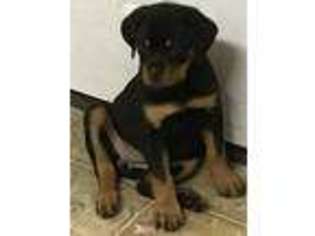 Rottweiler Puppy for sale in Cheboygan, MI, USA