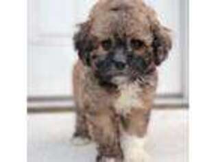 Shih-Poo Puppy for sale in Georgetown, DE, USA