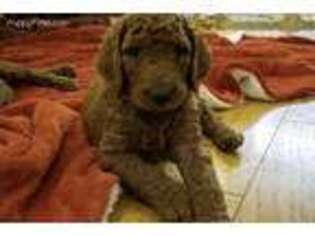 Mutt Puppy for sale in Victor, NY, USA