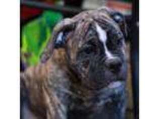 Olde English Bulldogge Puppy for sale in Fresno, CA, USA
