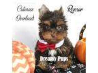 Yorkshire Terrier Puppy for sale in Kennesaw, GA, USA
