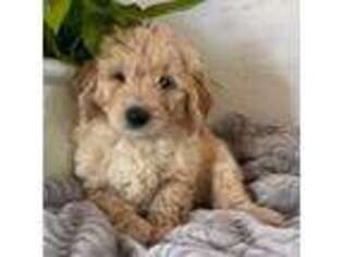 Mutt Puppy for sale in Van Alstyne, TX, USA