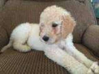 Labradoodle Puppy for sale in CROCKETT, CA, USA
