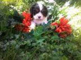 Cavalier King Charles Spaniel Puppy for sale in Ijamsville, MD, USA