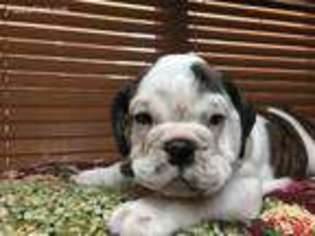Bulldog Puppy for sale in Thatcher, AZ, USA