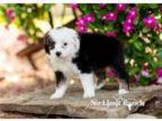 Miniature Australian Shepherd Puppy for sale in Greenbrier, AR, USA