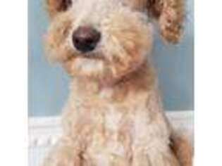 Schnoodle (Standard) Puppy for sale in Fort Collins, CO, USA