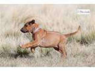Rhodesian Ridgeback Puppy for sale in Colorado Springs, CO, USA