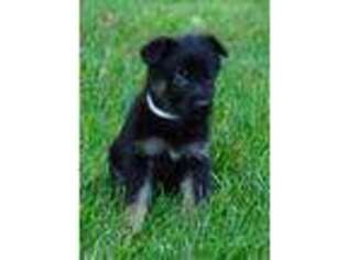 German Shepherd Dog Puppy for sale in Bel Air, MD, USA