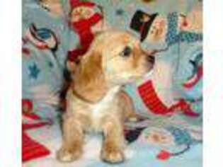 Cavachon Puppy for sale in Woonsocket, RI, USA