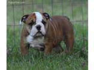 Bulldog Puppy for sale in Athol, ID, USA