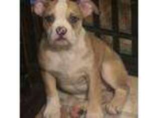 Olde English Bulldogge Puppy for sale in Swartz Creek, MI, USA