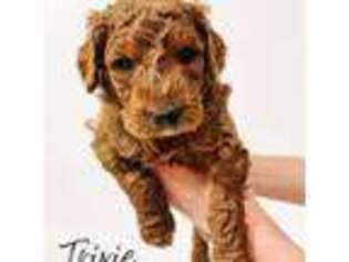 Labradoodle Puppy for sale in Wyoming, MI, USA