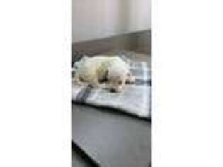 Bichon Frise Puppy for sale in New Haven, IN, USA