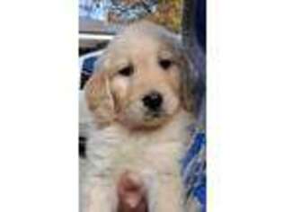 Goldendoodle Puppy for sale in Macon, GA, USA
