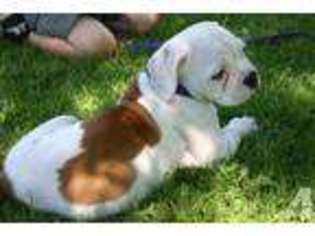 Medium Photo #1 American Bulldog Puppy For Sale in CROWN POINT, NY, USA