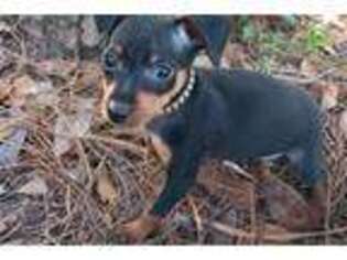Miniature Pinscher Puppy for sale in Biloxi, MS, USA