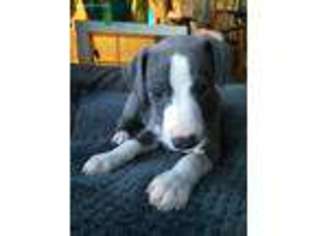 Whippet Puppy for sale in Modena, NY, USA