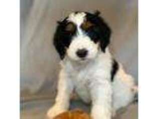 Mutt Puppy for sale in Mount Vernon, IA, USA