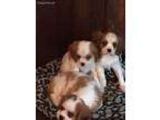Cavalier King Charles Spaniel Puppy for sale in Blackwell, OK, USA