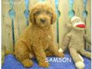 Goldendoodle Puppy for sale in Carthage, MO, USA